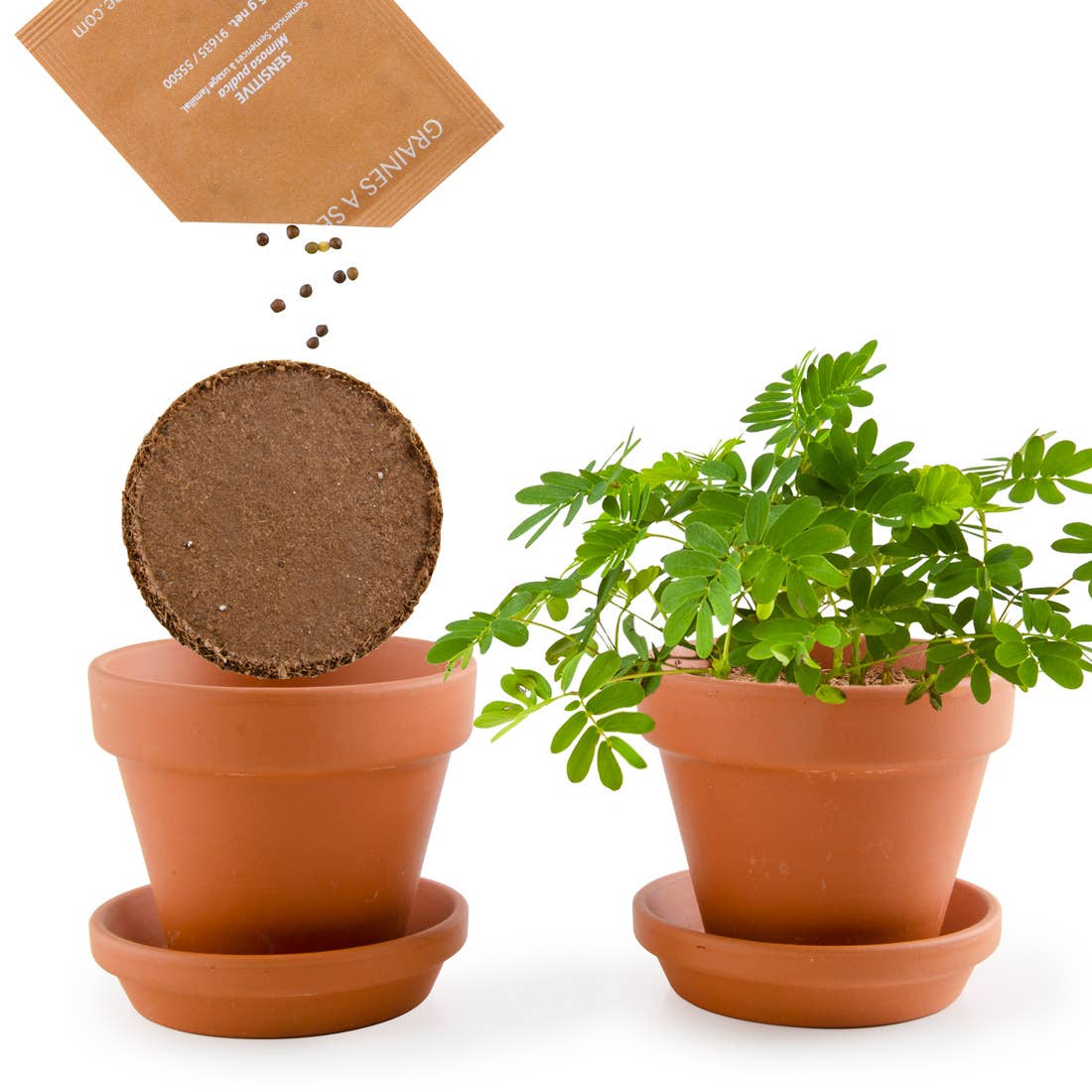 La plante chatouilleuse - Kit créatif de jardinage Enfant Radis Et Capucine La plante chatouilleuse - Kit créatif de jardinage Enfant myplayground