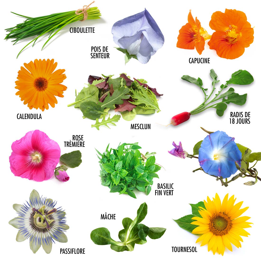 Coffret 12 sachets - Jardiner sans se planter - Kit créatif de jardinage Enfant Radis Et Capucine Coffret 12 sachets - Jardiner sans se planter - Kit créatif de jardinage Enfant myplayground