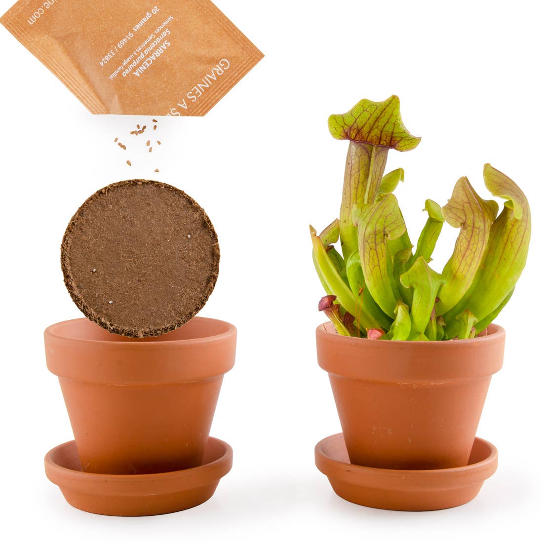 La plante carnivore - Kit créatif de jardinage Enfant Radis Et Capucine La plante carnivore - Kit créatif de jardinage Enfant myplayground