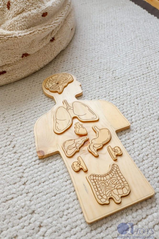 Puzzle anatomique en bois QToys USA Puzzle anatomique en bois myplayground