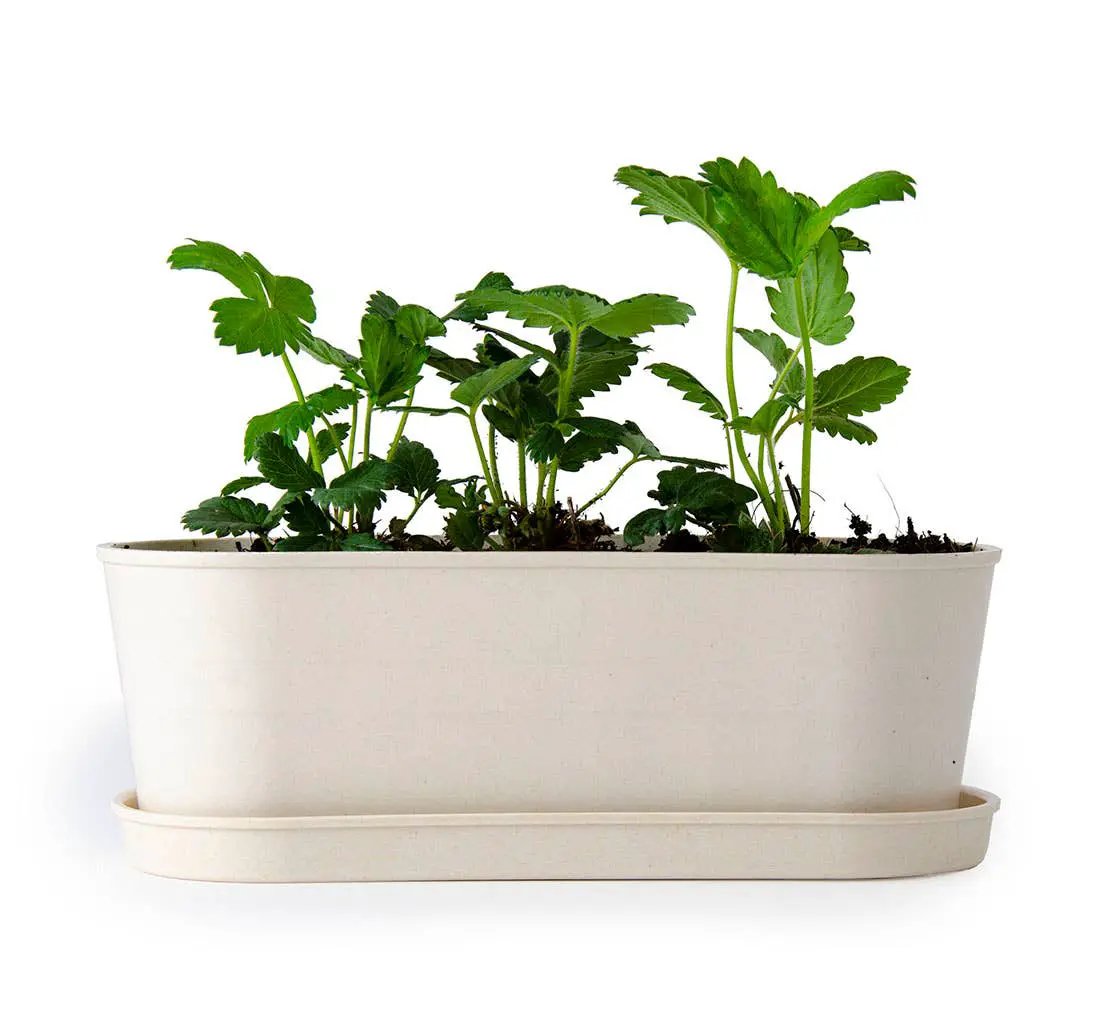 Jardinière Bambou - Fraisier - Kit créatif de jardinage Enfant by Radis Et Capucine