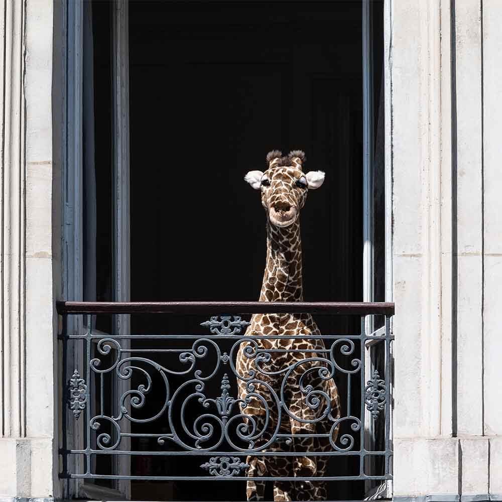 Ma peluche Girafe Zoé - La Pelucherie by LA PELUCHERIE