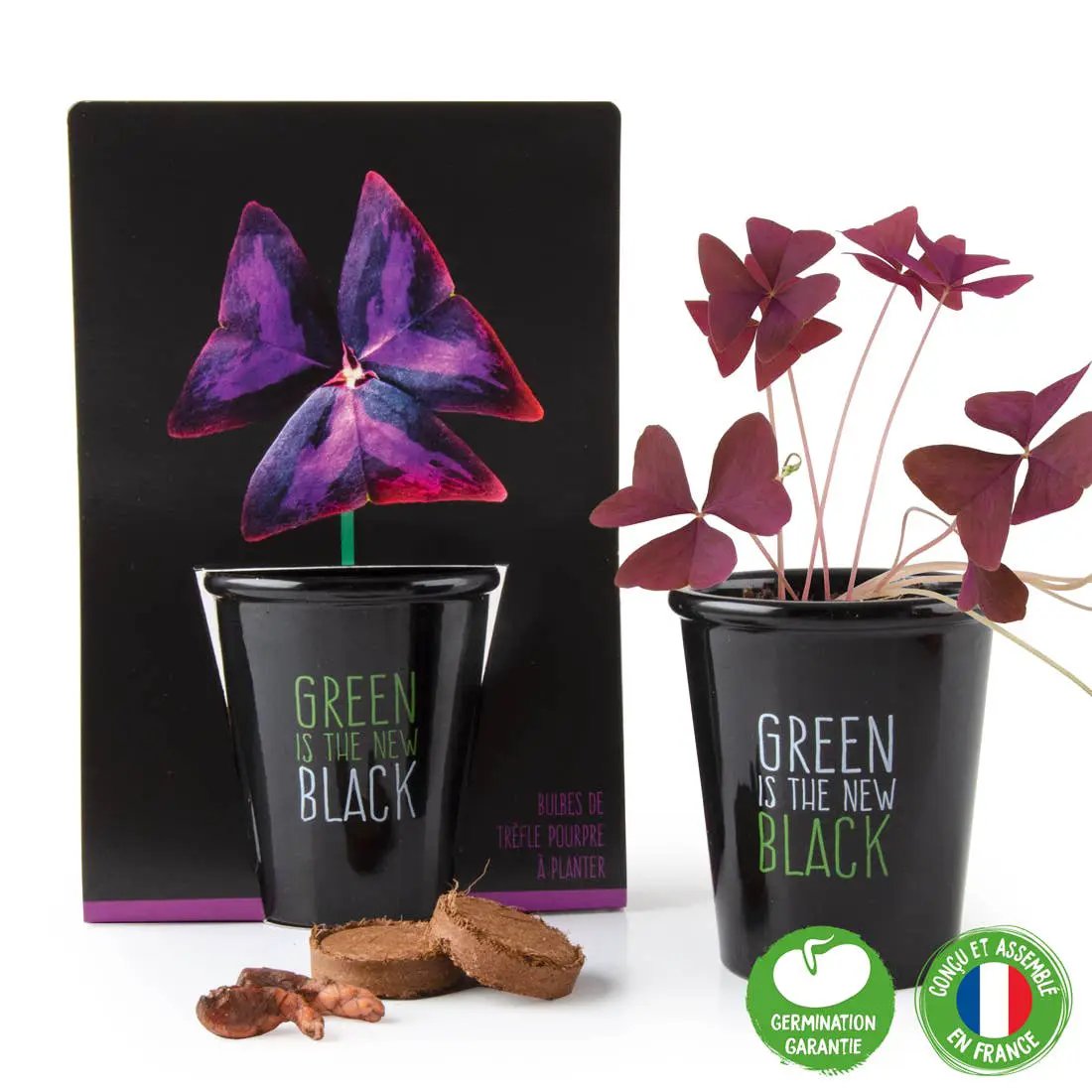 Gamme black - Trèfle pourpre - Kit créatif de jardinage Enfant by Radis Et Capucine