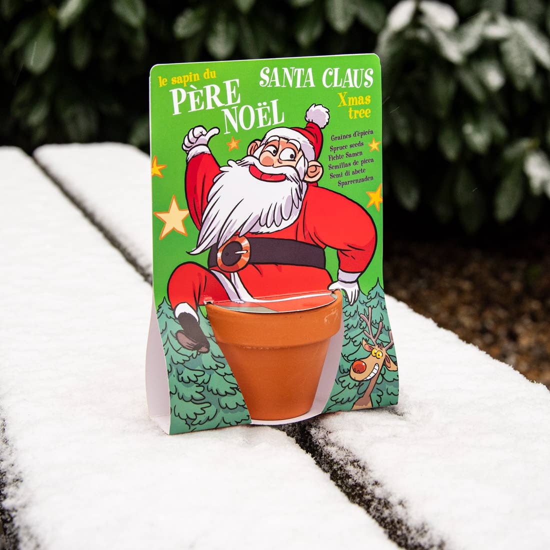 Carte nature Père Noël - Pin - Kit créatif de jardinage Enfant - myplayground