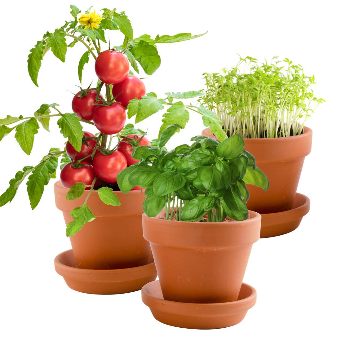 Trio 3 pots plantes gourmandes bio - Kit créatif de jardinage Enfant - myplayground