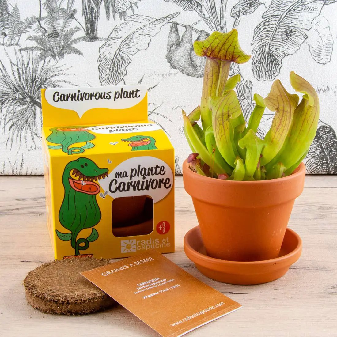La plante carnivore - Kit créatif de jardinage Enfant by Radis Et Capucine