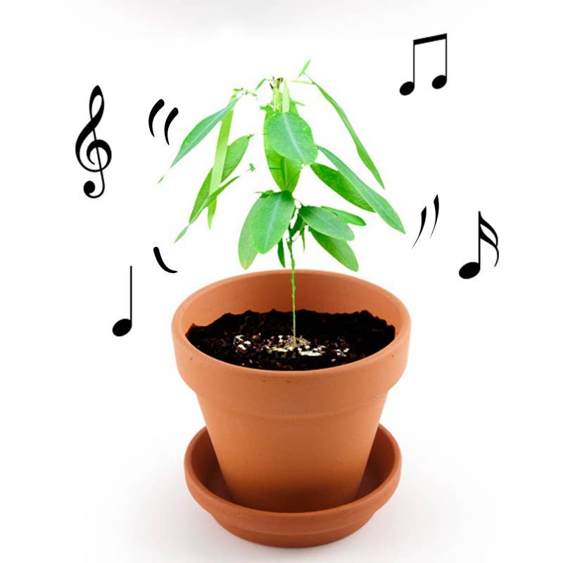 La plante qui danse - Kit créatif de jardinage Enfant by Radis Et Capucine