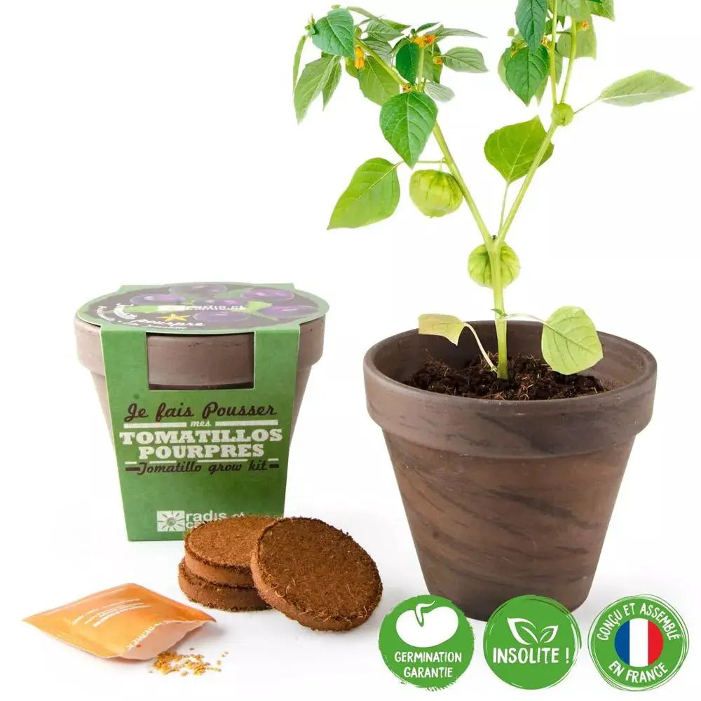 Pot Terre cuite Basalte 13cm Tomates Violettes - Radis et Capucine by Radis Et Capucine