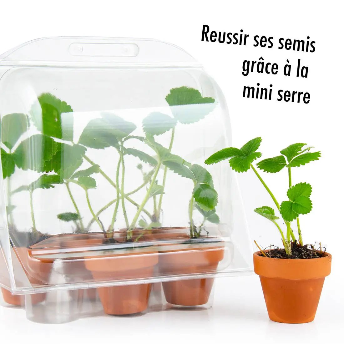 Serre plastique recyclé - Fraisiers - Kit créatif de jardinage Enfant by Radis Et Capucine