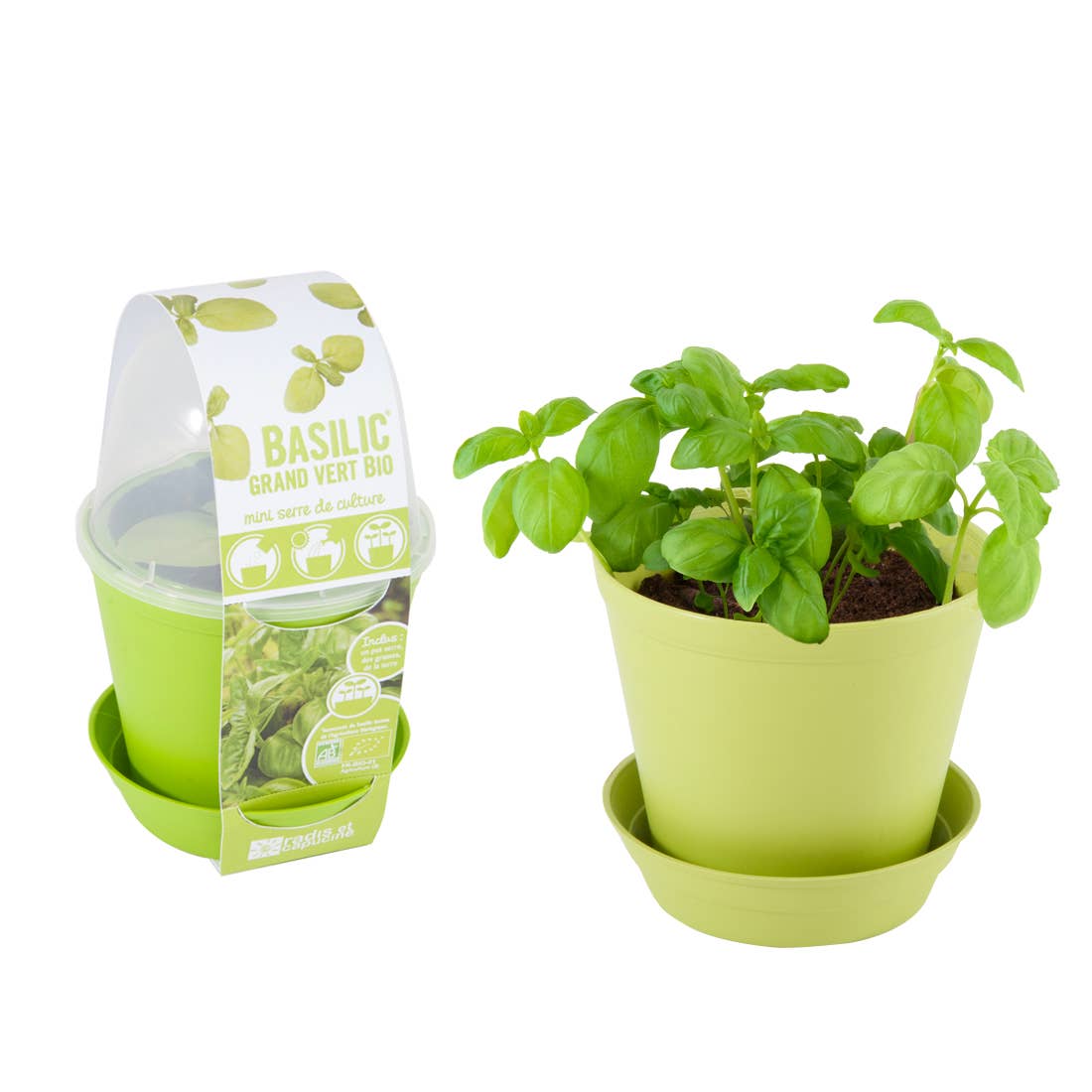 Pot Cloche - Basilic bio - Kit créatif de jardinage Enfant - myplayground