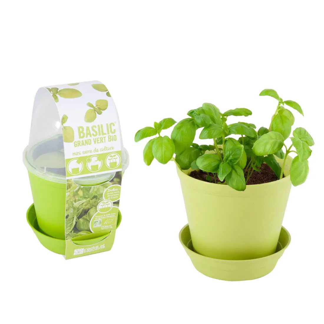 Pot Cloche - Basilic bio - Kit créatif de jardinage Enfant by Radis Et Capucine