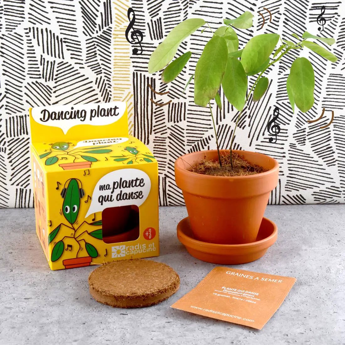 La plante qui danse - Kit créatif de jardinage Enfant by Radis Et Capucine