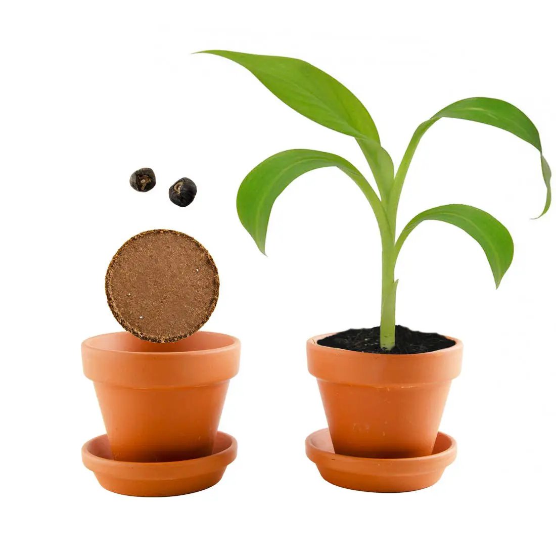 Le bananier - Kit créatif de jardinage Enfant by Radis Et Capucine