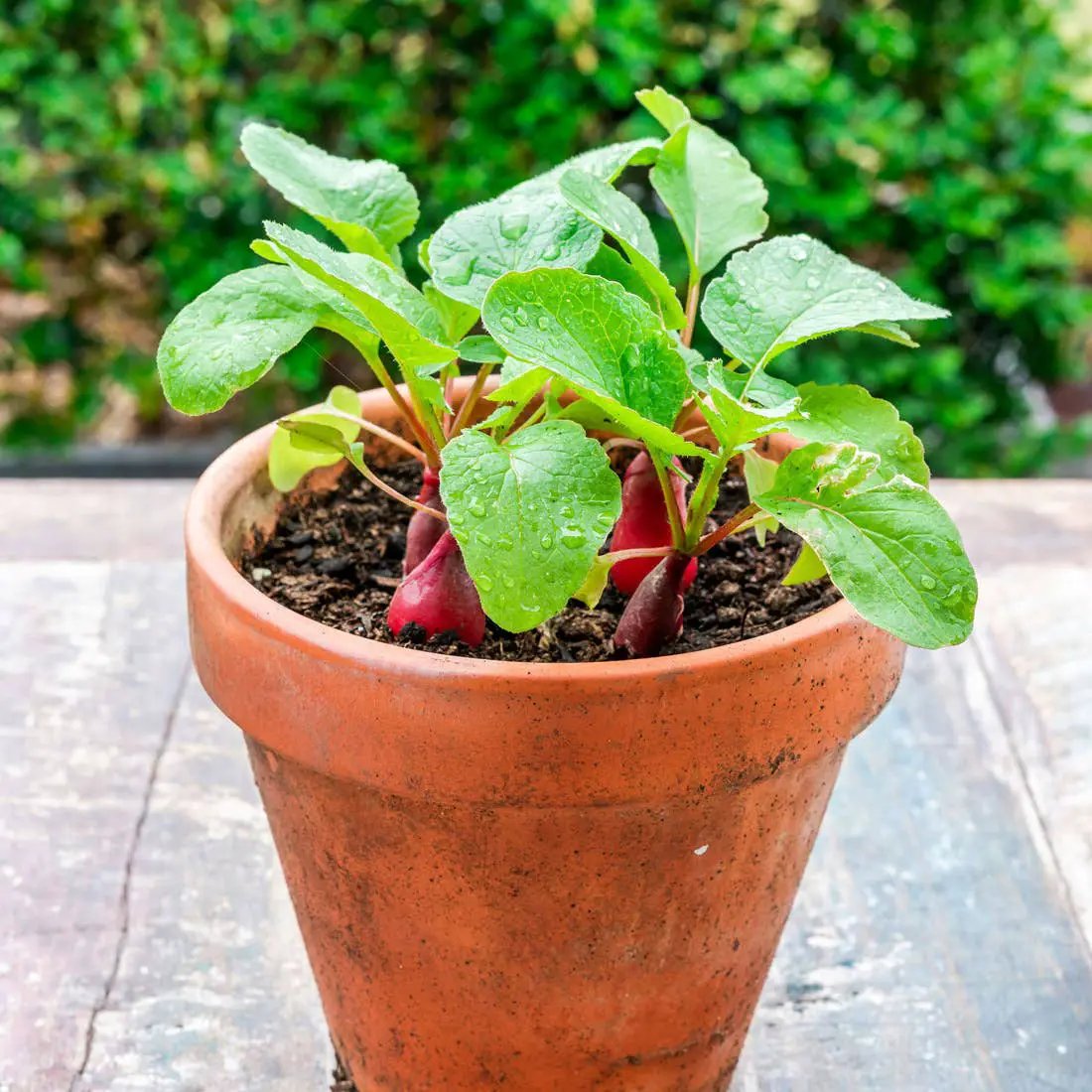 Plantes gourmandes - Radis bio - Kit créatif de jardinage Enfant by Radis Et Capucine