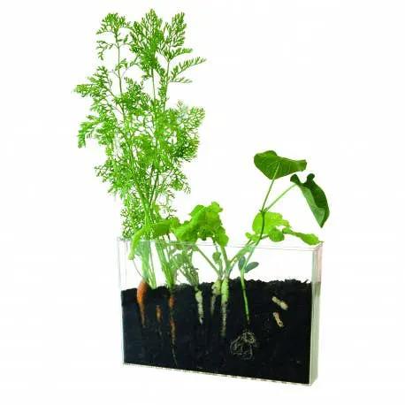 Vivarium Observation des racines - Kit créatif de jardinage Enfant by Radis Et Capucine
