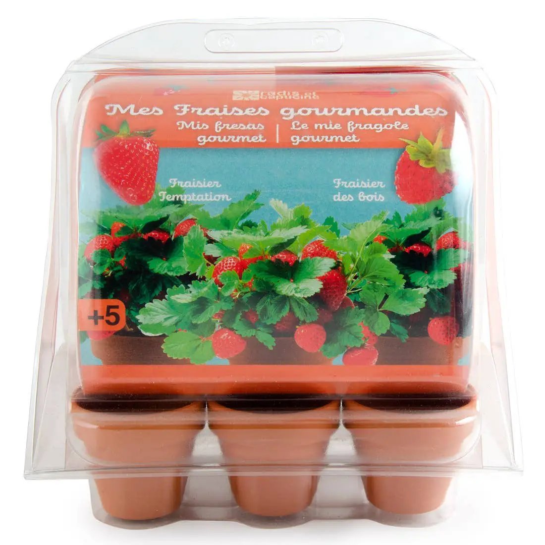 Serre plastique recyclé - Fraisiers - Kit créatif de jardinage Enfant by Radis Et Capucine