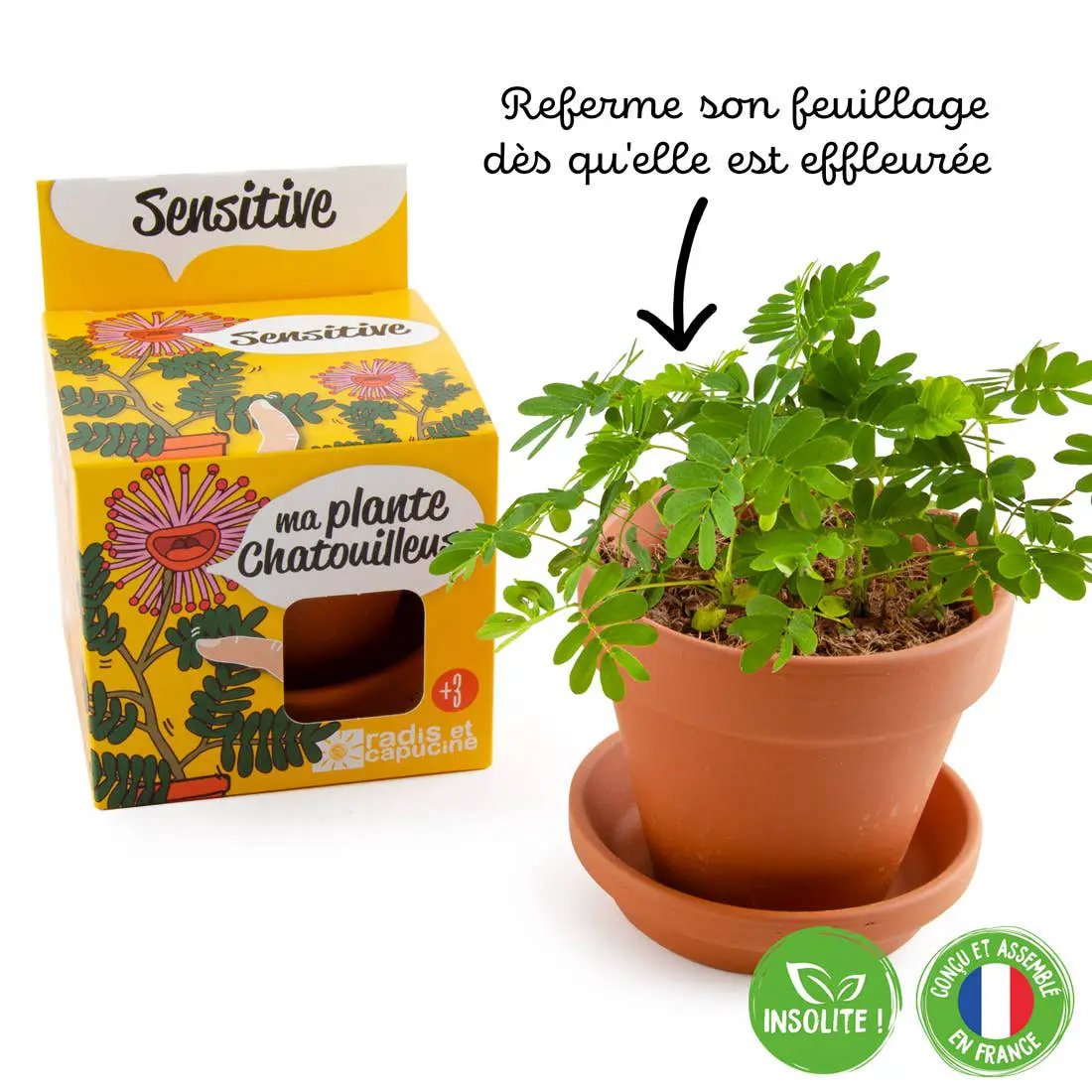 La plante chatouilleuse - Kit créatif de jardinage Enfant by Radis Et Capucine