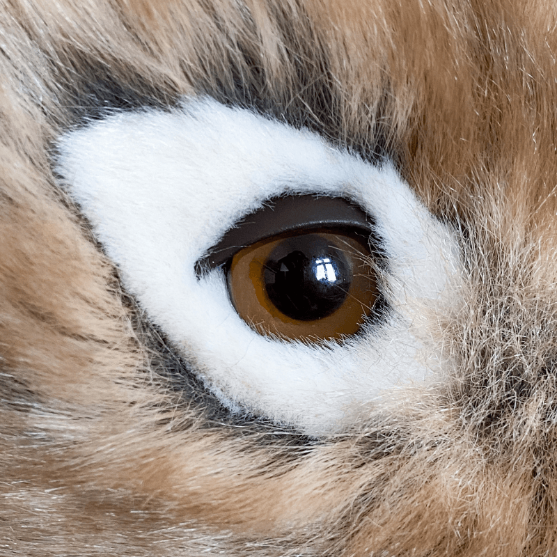 Ma peluche Koala Félicien - La Pelucherie - myplayground