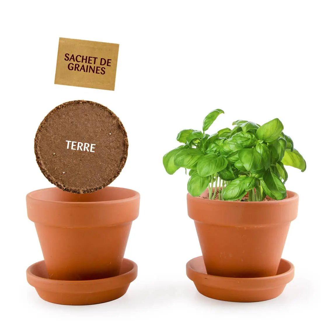 Plantes gourmandes - Basilic bio - Kit créatif de jardinage Enfant by Radis Et Capucine