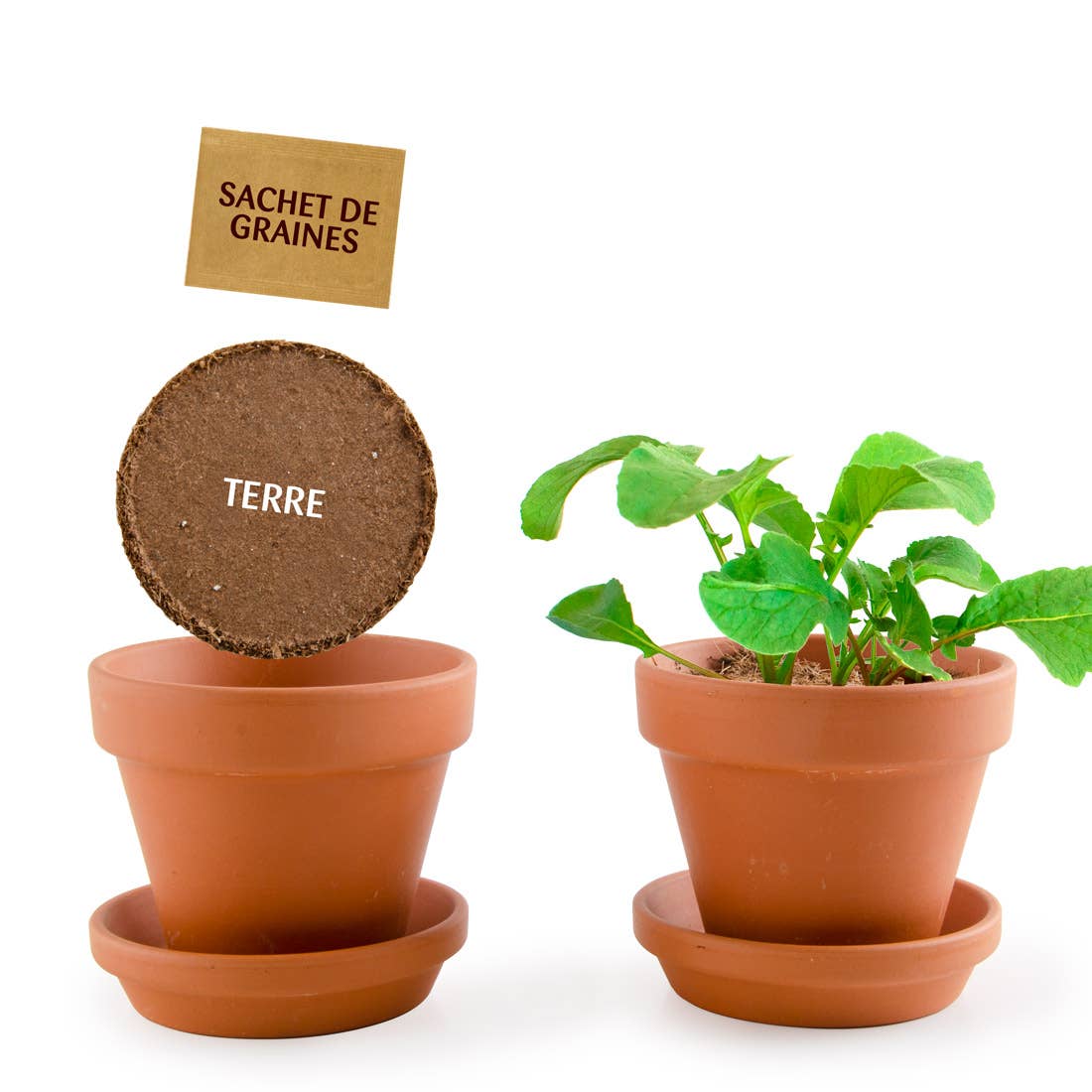 Plantes gourmandes - Radis bio - Kit créatif de jardinage Enfant - myplayground