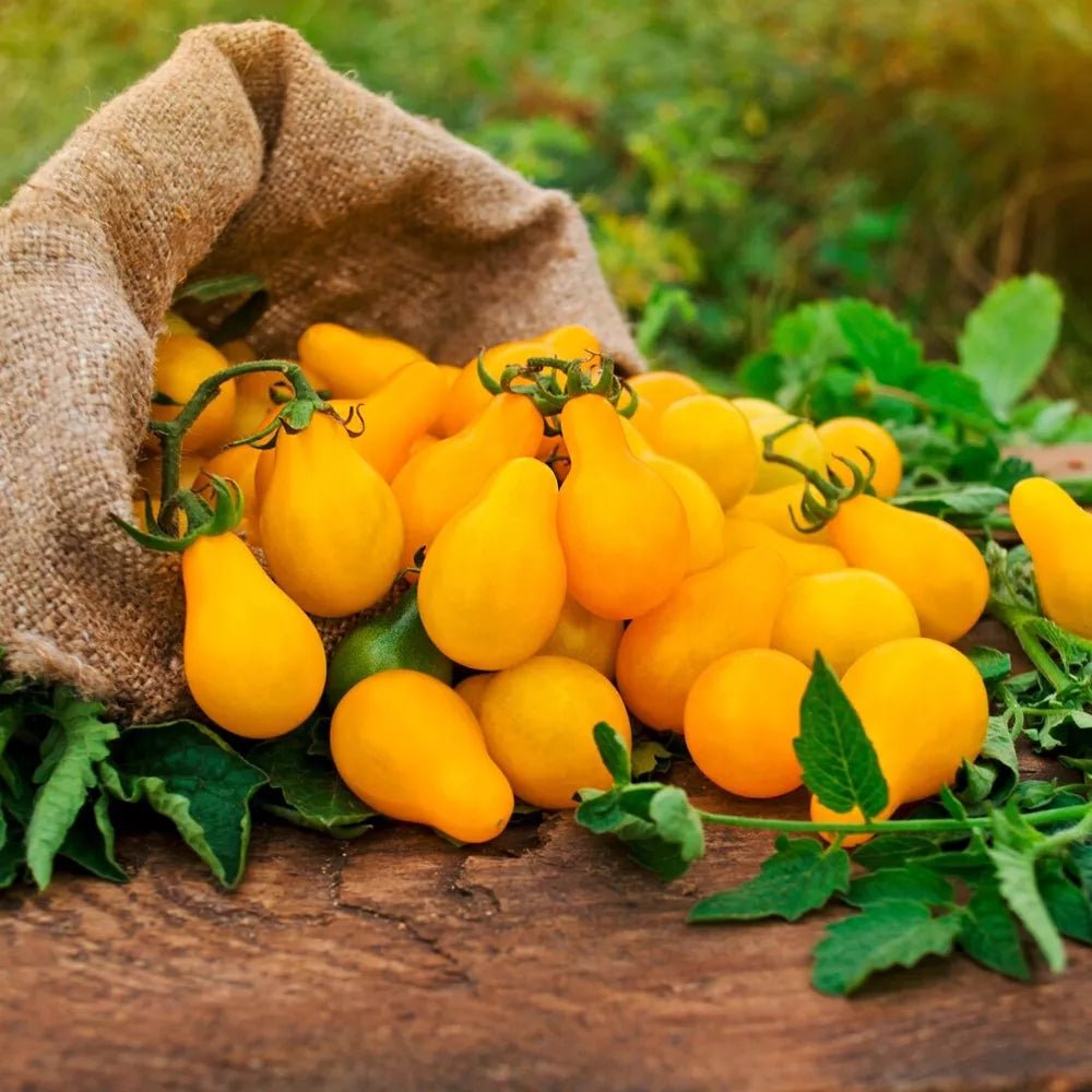 Pot Terre cuite Basalte 13cm - Tomate poire jaune Bio - Radis et Capucine by Radis Et Capucine