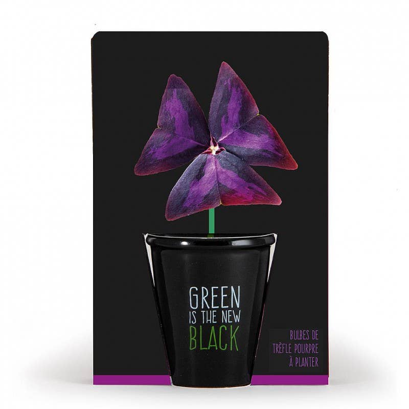Gamme black - Trèfle pourpre - Kit créatif de jardinage Enfant - myplayground