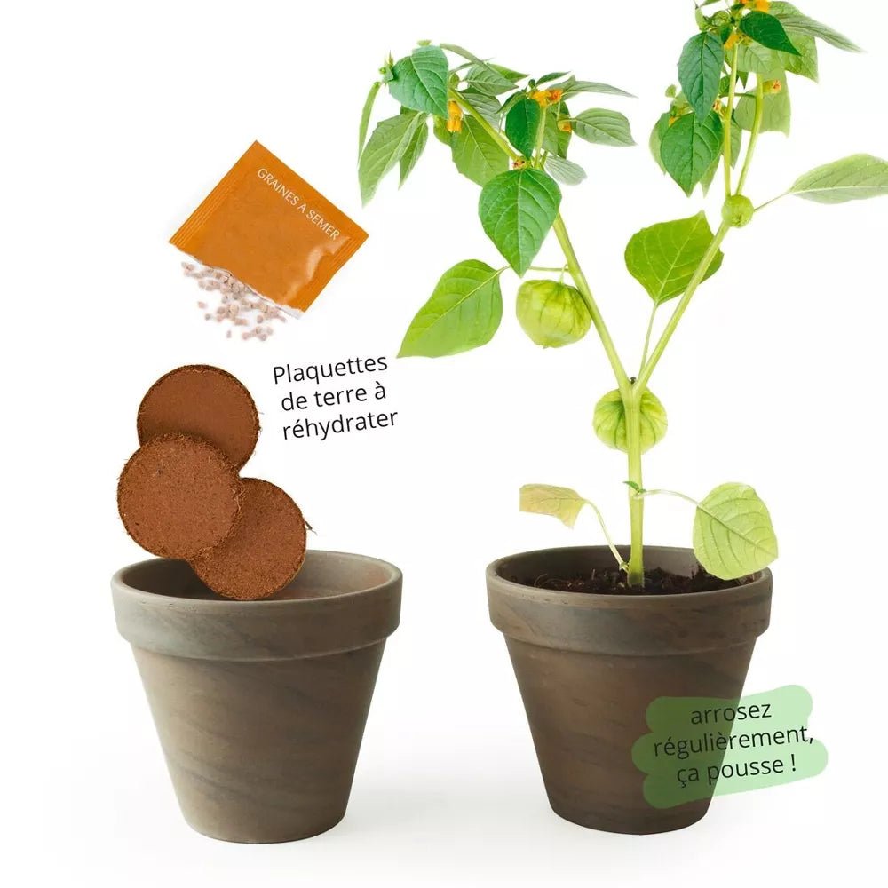 Pot Terre cuite Basalte 13cm Tomates Violettes - Radis et Capucine by Radis Et Capucine