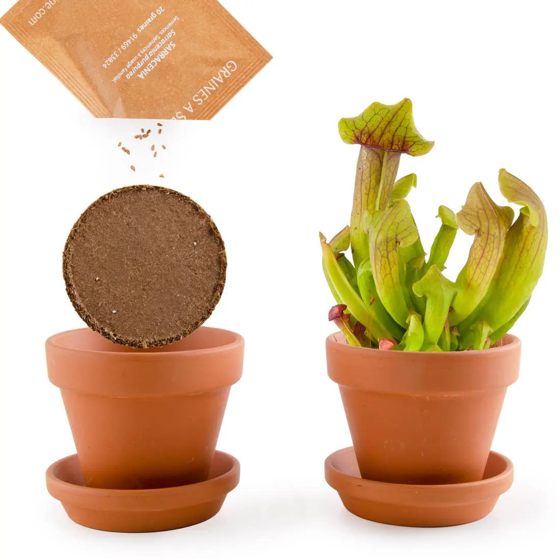 La plante carnivore - Kit créatif de jardinage Enfant by Radis Et Capucine