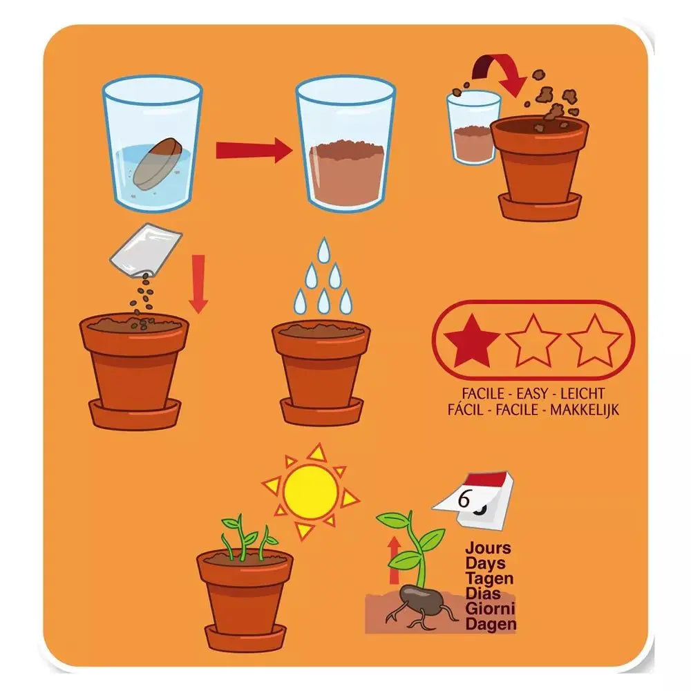 Haricot géant - Plantes extraordinaires - Radis et Capucine by Radis Et Capucine