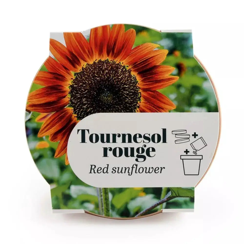 Pot Terre cuite Antique - Tournesol rouge by Radis Et Capucine