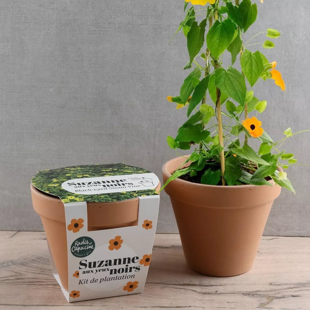 Pot Terre cuite Antique - Suzanne aux yeux noirs - Radis et Capucine - myplayground