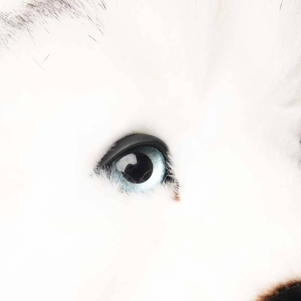 Ma peluche Husky Léonard - La Pelucherie - myplayground