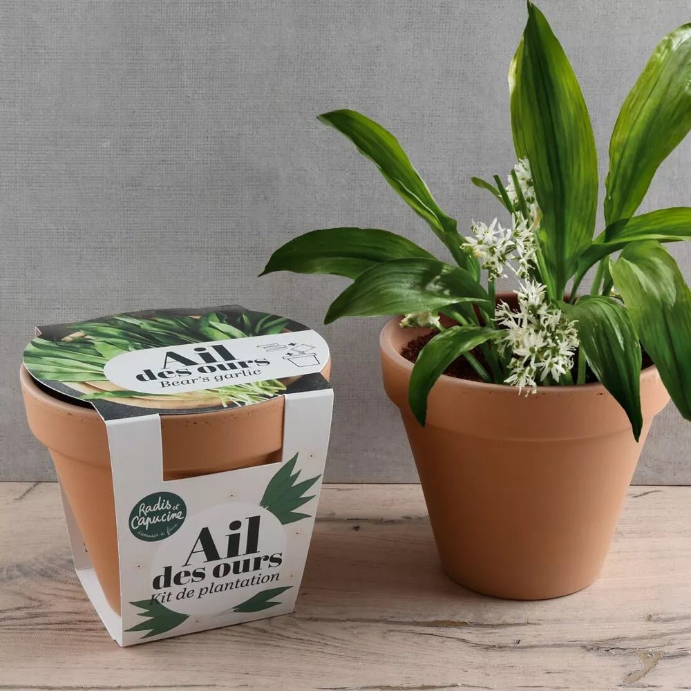 Pot Terre cuite Antique - Ail des ours - Radis et Capucine by Radis Et Capucine