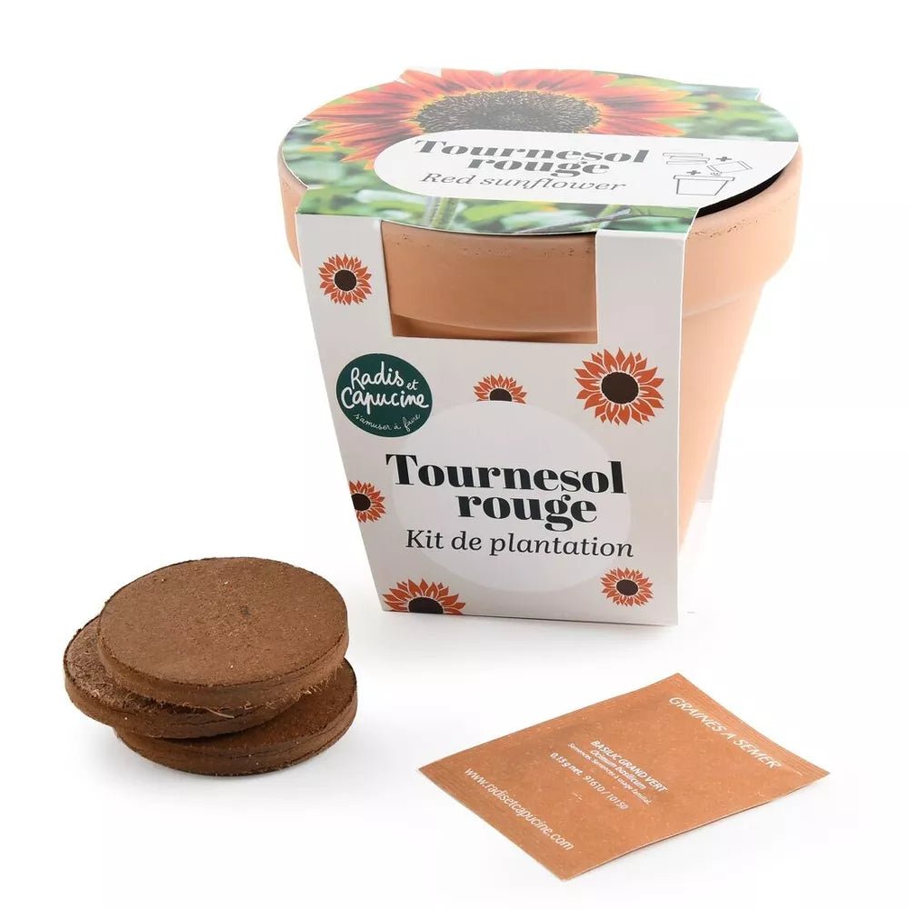 Pot Terre cuite Antique - Tournesol rouge by Radis Et Capucine