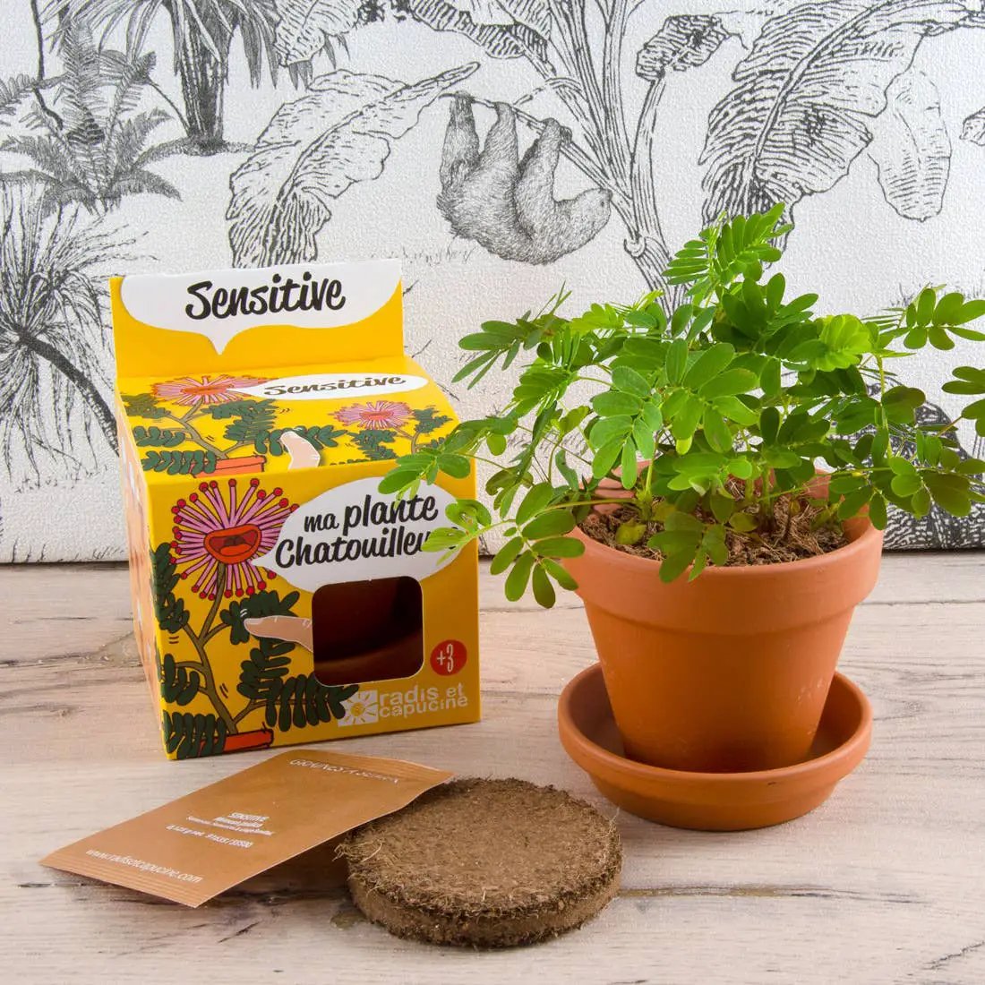 La plante chatouilleuse - Kit créatif de jardinage Enfant by Radis Et Capucine