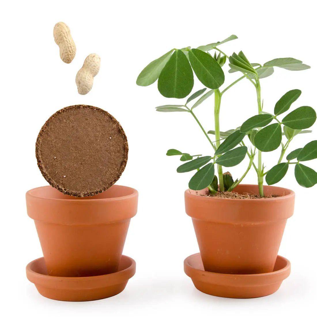 Plantes gourmandes - Cacahuète - Kit créatif de jardinage Enfant by Radis Et Capucine