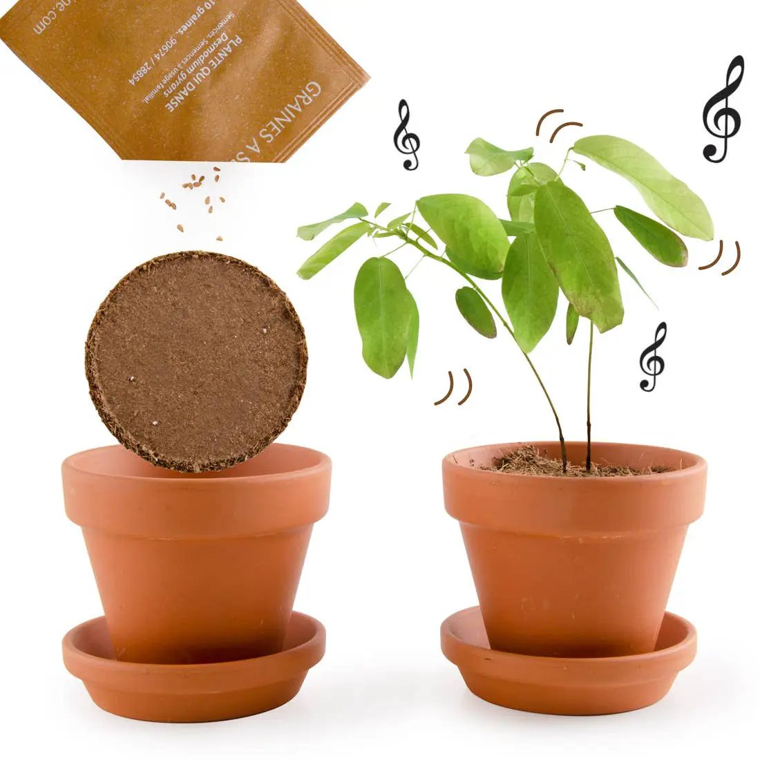La plante qui danse - Kit créatif de jardinage Enfant by Radis Et Capucine
