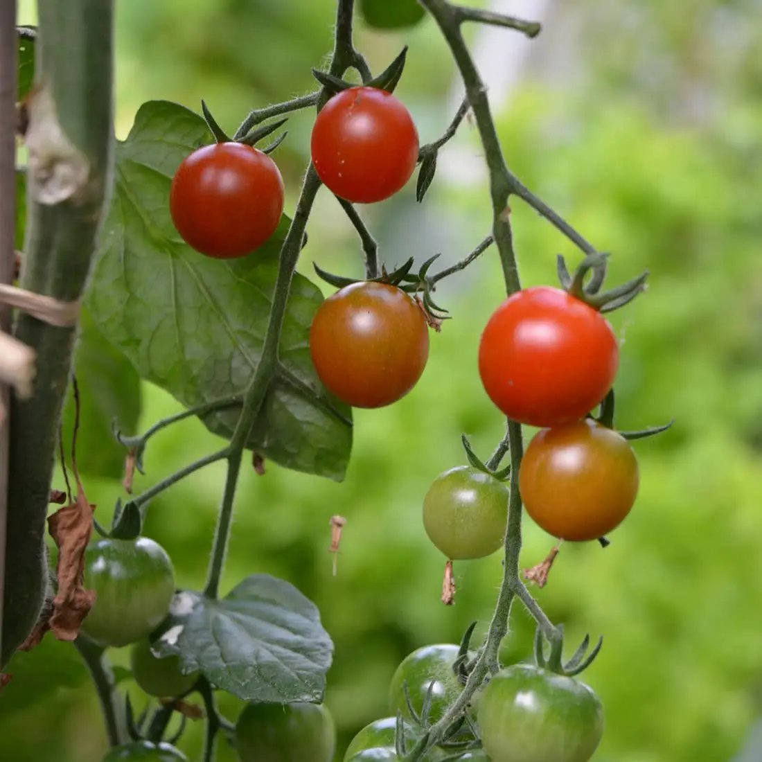 Plantes gourmandes - Tomates cerises bio - Kit créatif de jardinage Enfant by Radis Et Capucine