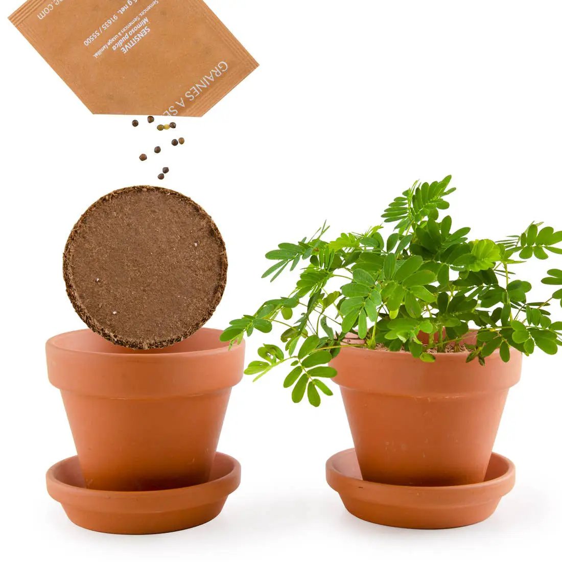 La plante chatouilleuse - Kit créatif de jardinage Enfant by Radis Et Capucine