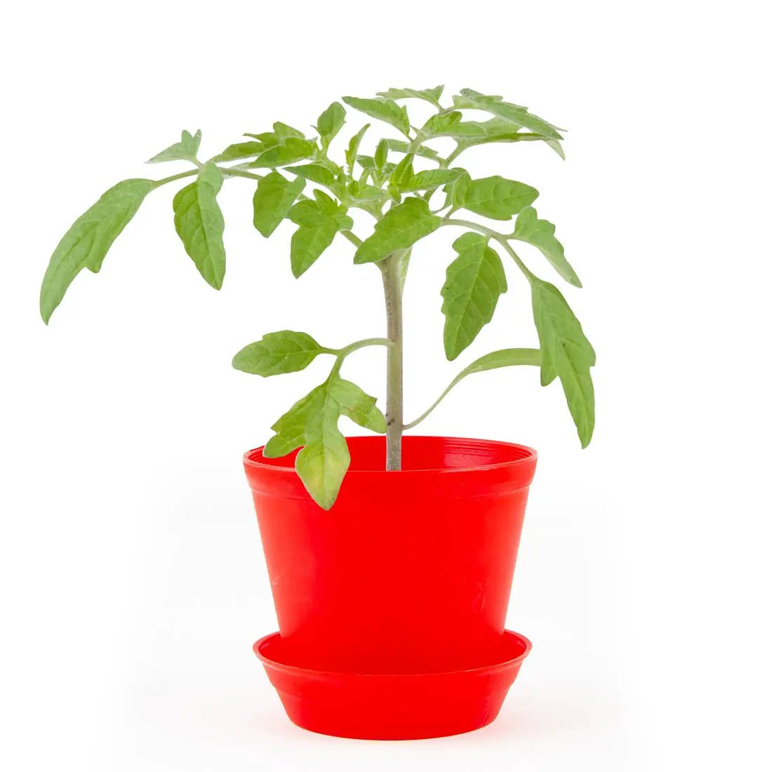 Pot Cloche - Tomate cerise bio - Kit créatif de jardinage Enfant by Radis Et Capucine
