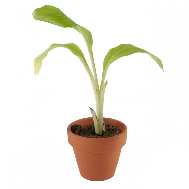 Carte nature Pirate - Bananier - Kit créatif de jardinage Enfant - myplayground