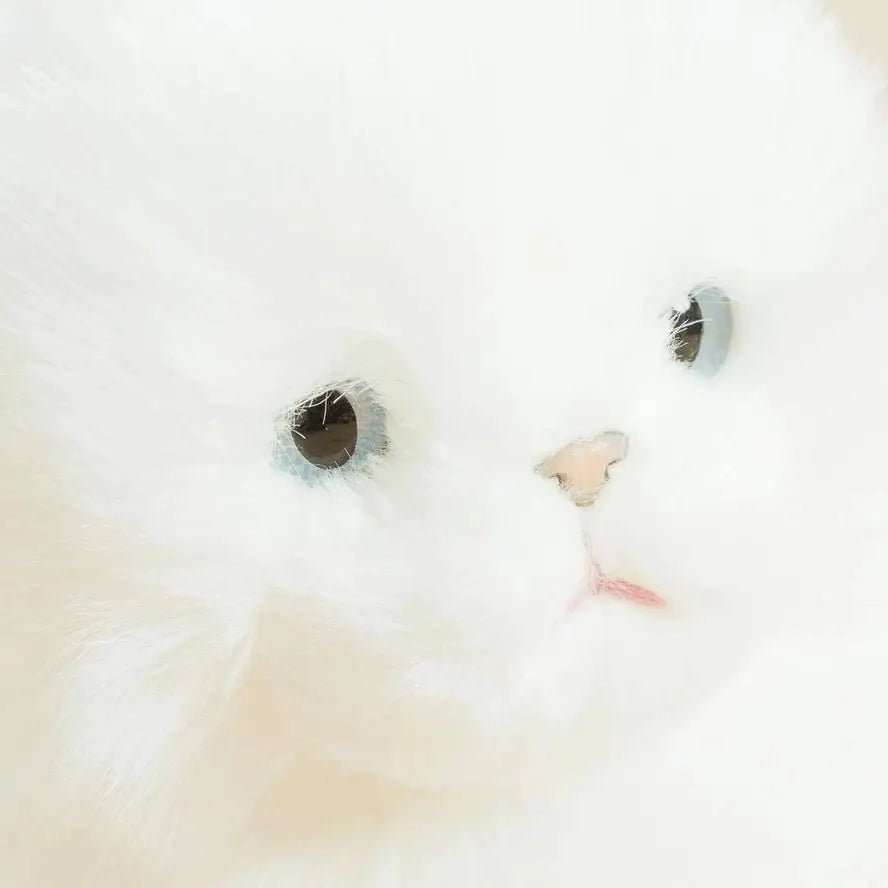 Ma Peluche Chat Oscar - La Pelucherie by La Pelucherie