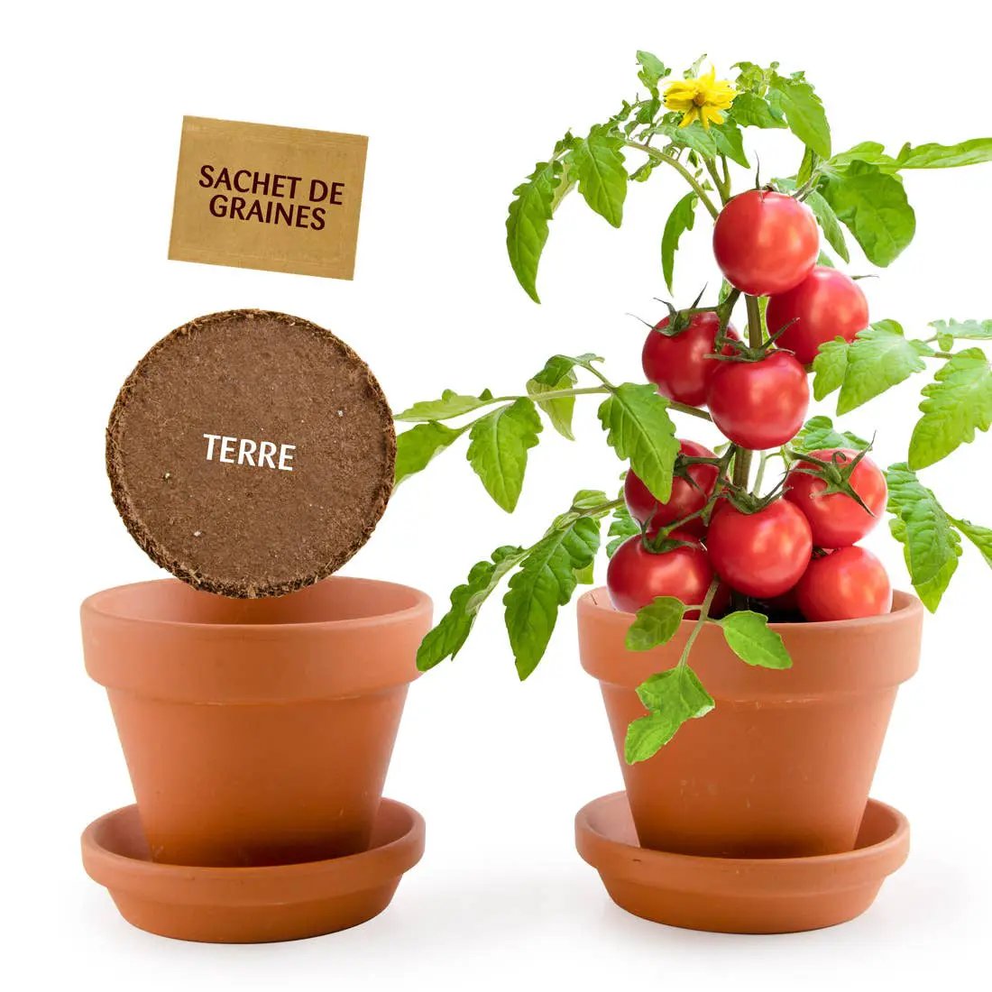 Plantes gourmandes - Tomates cerises bio - Kit créatif de jardinage Enfant by Radis Et Capucine