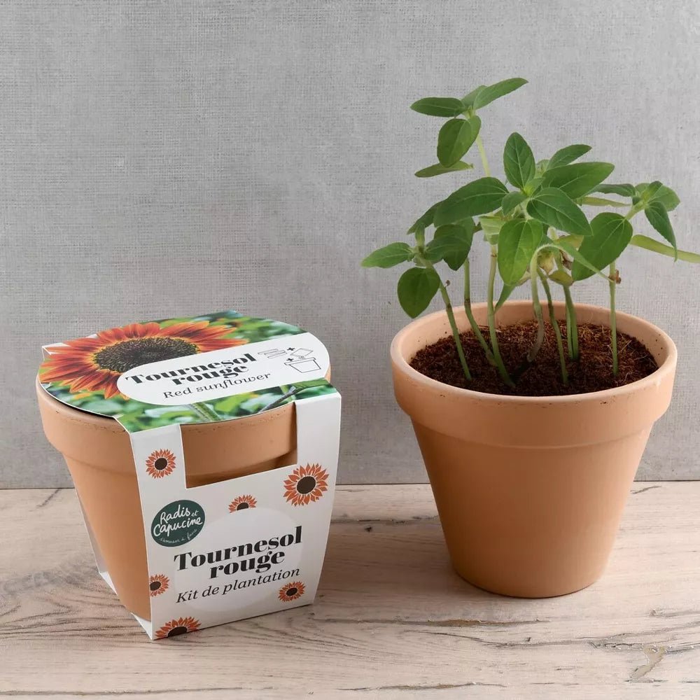 Pot Terre cuite Antique - Tournesol rouge by Radis Et Capucine