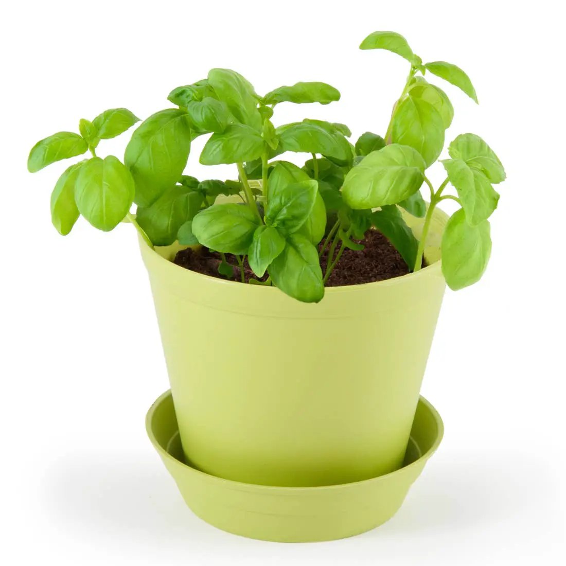 Pot Cloche - Basilic bio - Kit créatif de jardinage Enfant by Radis Et Capucine