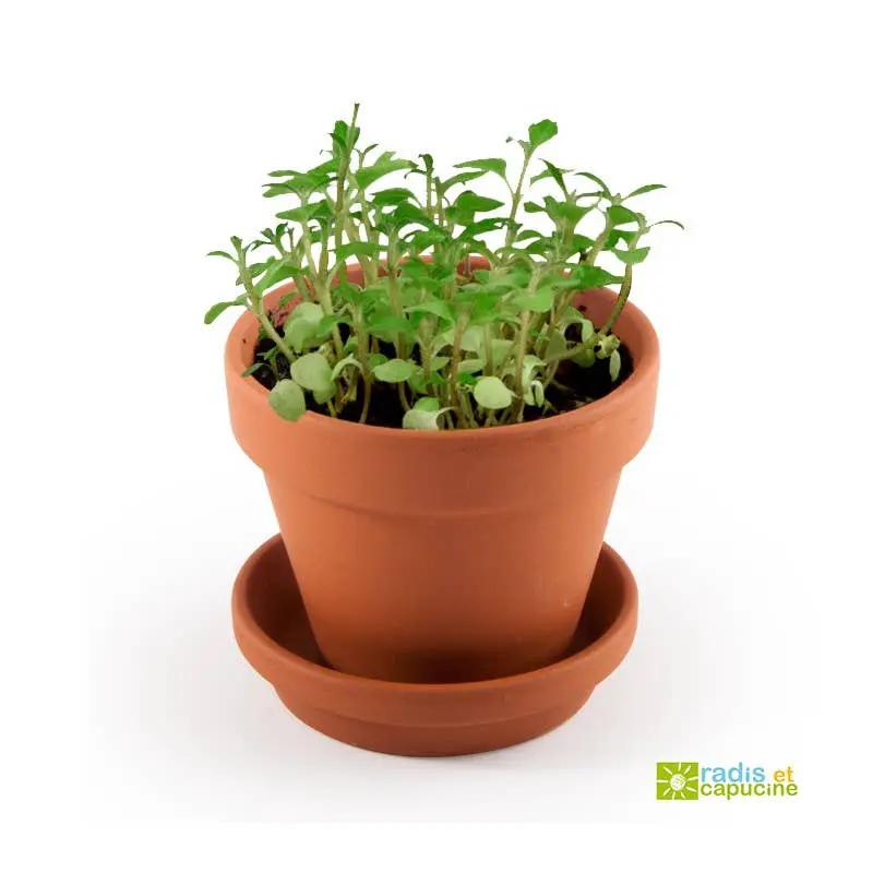 La plante qui pétille - Kit créatif de jardinage Enfant by Radis Et Capucine