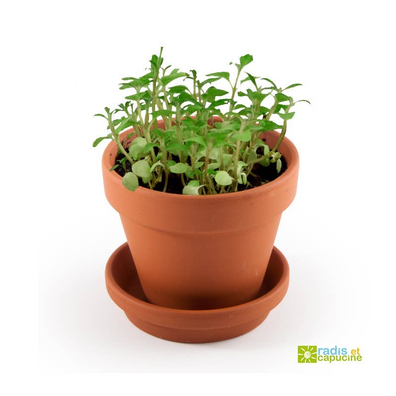 La plante qui pétille - Kit créatif de jardinage Enfant - myplayground