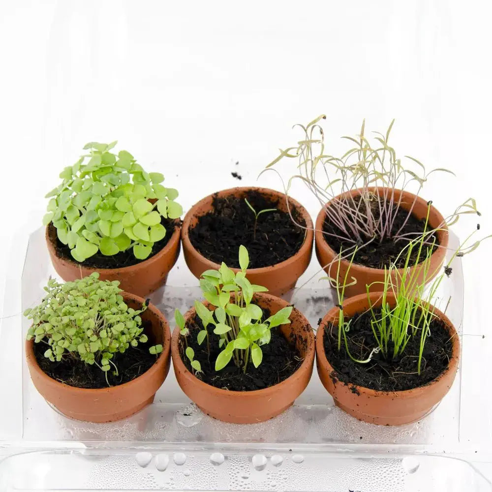 Mini serre de jardinage aromatiques à semer - Radis et Capucine by Radis Et Capucine