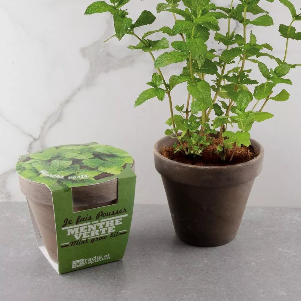 Pot en terre cuite - Menthe verte - Radis et Capucine - myplayground