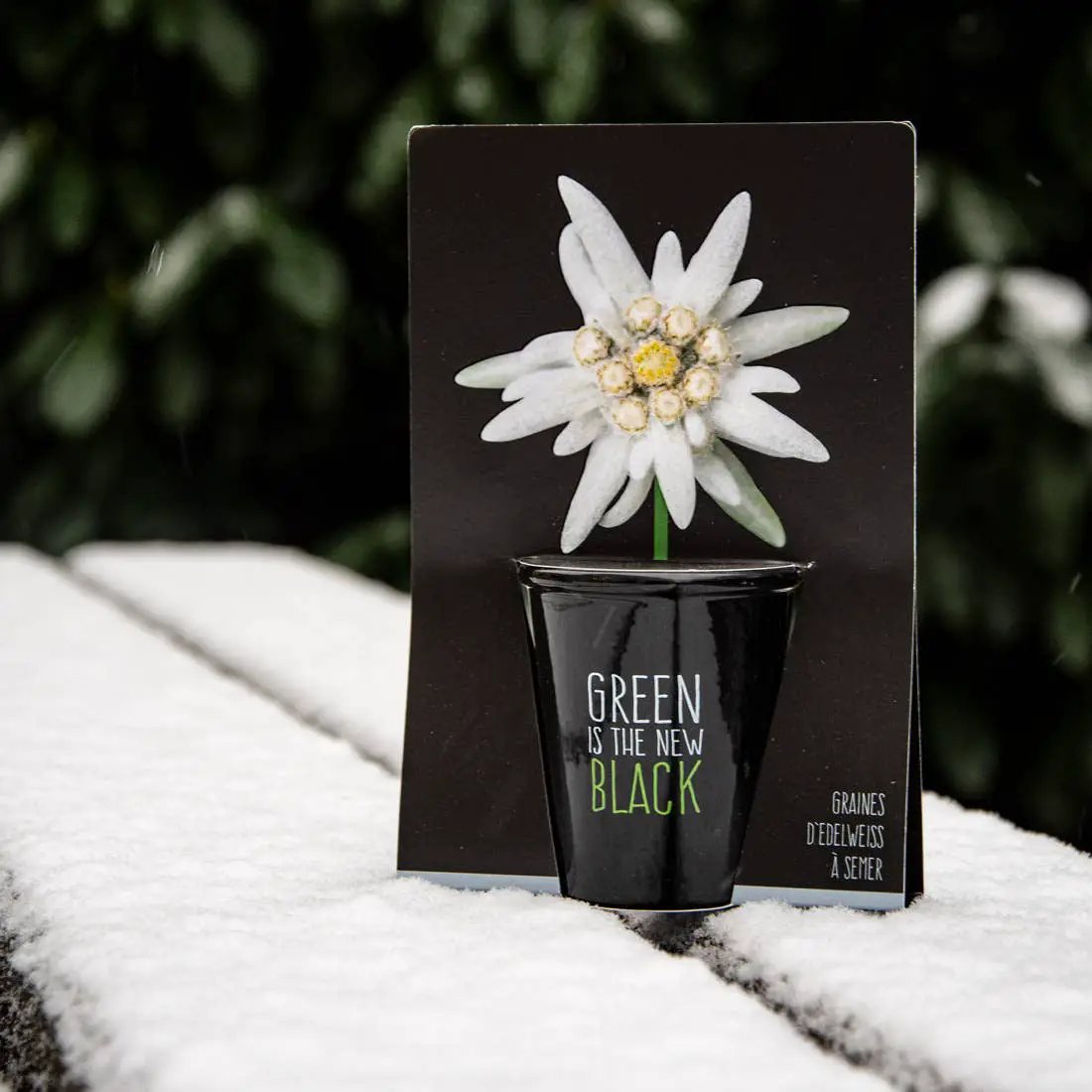 Gamme black - Edelweiss - Kit créatif de jardinage Enfant by Radis Et Capucine